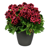 Pelargonium Grandiflorum in Ceramic Pot - Flowers Box London
