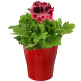 Pelargonium Grandiflorum in Ceramic Pot - Flowers Box London