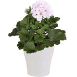 Pelargonium Grandiflorum in Ceramic Pot - Flowers Box London