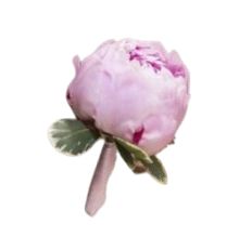 Peonies Buttonhole