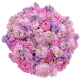 Peonies with Fragrant Stock Bouquet - Flowers Box London