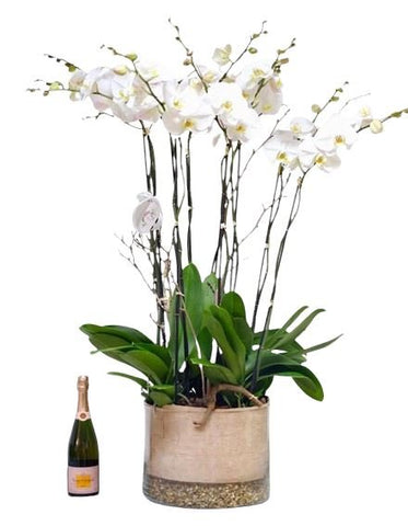 Phalenopsis Orchids in Ronud Glass Pot with Champagne Gift - Flowers Box London