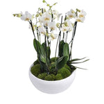 Phalenopsis Orchids in Round Ceramic Pot
