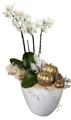 Phalenopsis Orchids Luxury Gifts with Gold Pumpkin
