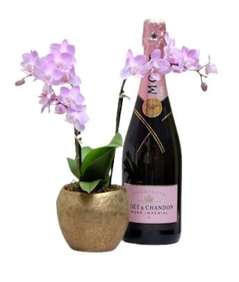 Phalenopsis Orchids with Champagne Gift - Flowers Box London
