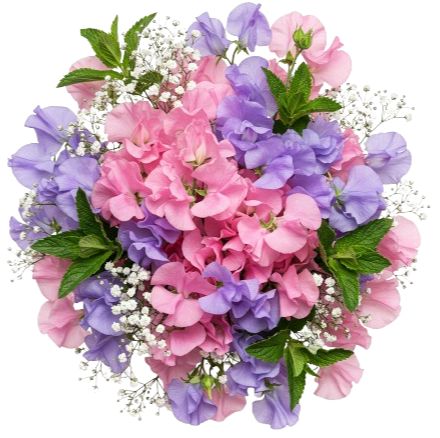 Pink and Lavender Sweet Pea with Gypsophila Bouquet