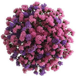Pink and Purple Limonium Bouquet - Flowers Box London