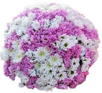 Pink and White Chrysanthemum Bouquet - Flowers Box London