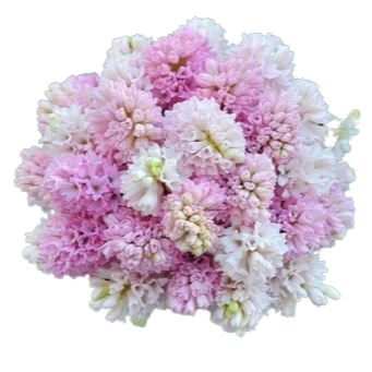 Pink and White Hyacinth Bouquet