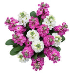 Pink and White Stock Bouquet - Flowers Box London