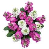 Pink and White Stock Bouquet - Flowers Box London