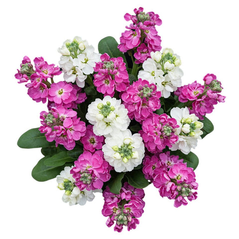 Pink and White Stock Bouquet