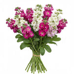 Pink and White Stock Bouquet - Flowers Box London