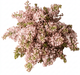 Pink Blush Lilac Bouquet - Flowers Box London