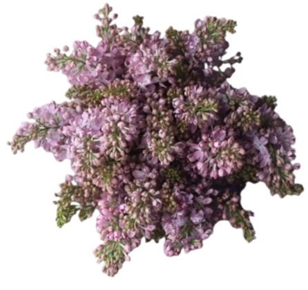 Pink Blush Lilac Bouquet - Flowers Box London