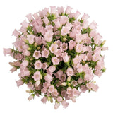 Pink Campanula Bouquet - Flowers Box London