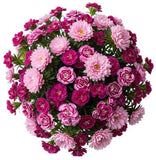 Pink Chinese Asters and Sweet Williams Bouquet - Flowers Box London