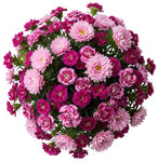 Pink Chinese Asters and Sweet Williams Bouquet