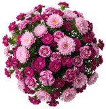 Pink Chinese Asters and Sweet Williams Bouquet