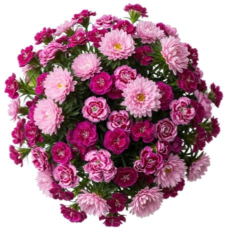 Pink Chinese Asters and Sweet Williams Bouquet