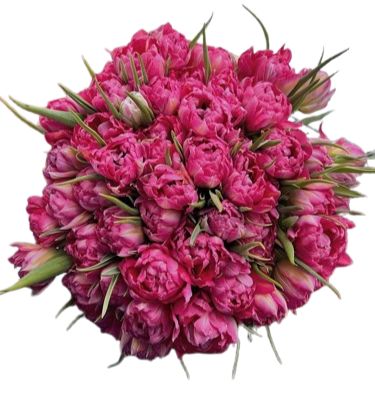 Pink Double Tulips Bouquet