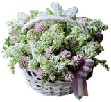 Pink Hyacinths and Lilac Basket - Flowers Box London