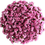 Pink Limonium Bouquet - Flowers Box London