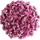 Pink Limonium Bouquet - Flowers Box London