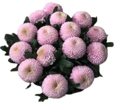 Pink Momoko Chrysanthemum Bouquet - Flowers Box London