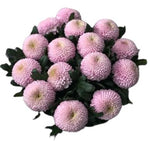 Pink Momoko Chrysanthemum Bouquet