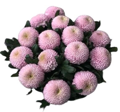Pink Momoko Chrysanthemum Bouquet