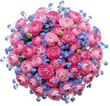 Pink Ranunculus with Blue Forget Me Not Bouquet - Flowers Box London