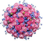 Pink Ranunculus with Blue Forget Me Not Bouquet