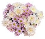 Pink Santini and Pastel Rose Chrysanthemum Bouquet