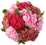 Pink Shades Hydrangea Box