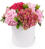 Pink Shades Hydrangea Box