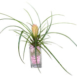 Pink Tillandsia Glass Tank Arrangement - Flowers Box London