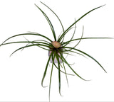 Pink Tillandsia Glass Tank Arrangement - Flowers Box London