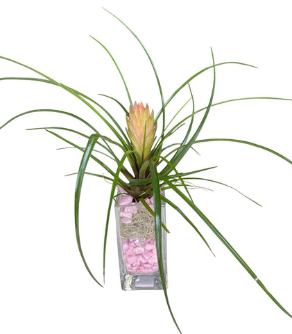 Pink Tillandsia Glass Tank Arrangement
