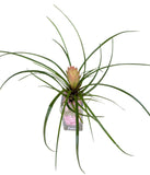 Pink Tillandsia Glass Tank Arrangement - Flowers Box London