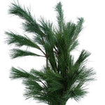 Pinus Strobus Branches: A Touch of Nature’s Tranquility - Flowers Box London
