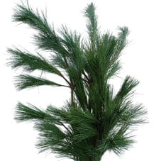 Pinus Strobus Branches: A Touch of Nature’s Tranquility - Flowers Box London