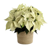 Poisenttia in the Basket - Flowers Box London