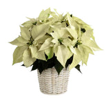 Poisenttia in the Basket - Flowers Box London