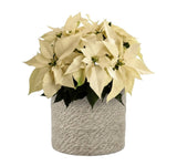 Poisenttia in the Basket - Flowers Box London