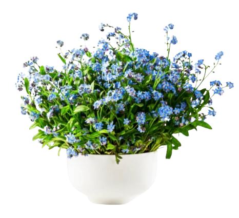 Potted Blue Forget-Me-Not in Ceramic Pot
