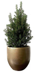Potted Christmas Tree Picea Glauca