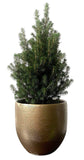 Potted Christmas Tree Picea Glauca