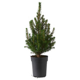 Potted Christmas Tree Picea Glauca - Flowers Box London