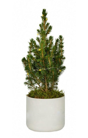 Potted Christmas Tree Picea Glauca with Lights - Flowers Box London
